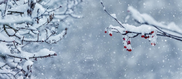 Snowfall in the garden Snowcovered tree branches in the garden during snowfall Snowy mountain ash