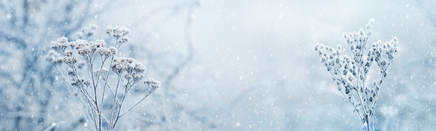 Snowfall in winter forest. Snow-covered dry plants on a blurred background under the snowfall. Merry Christmas and happy New Year greeting, background with copy-space. Winter fairytale.