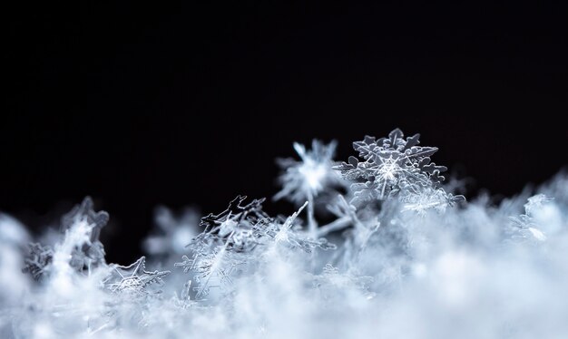 Snowflake in the snow winter season