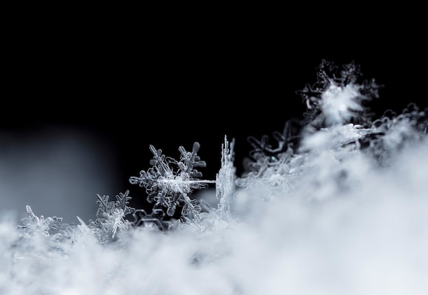 Snowflake in the snow winter season