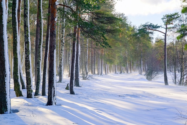 Snowstorm in winter forest with snow-covered trees on a bright sunny day 