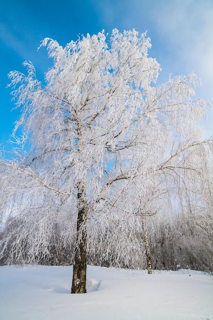 a snowwhite Russian birch stands against the blue sky