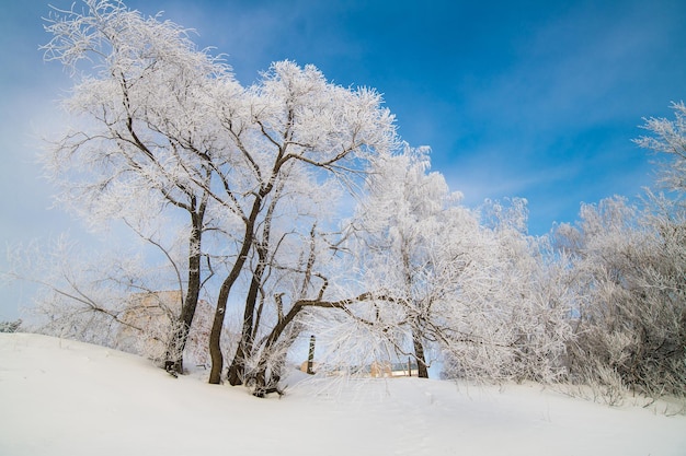 snowwhite trees stand in the snow against the blue sky