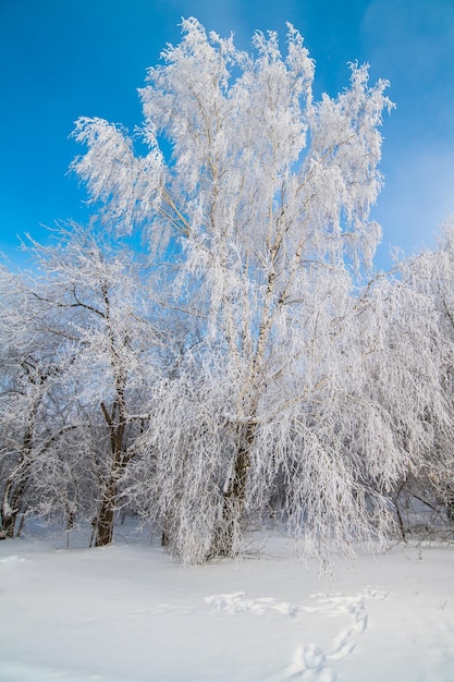 snowwhite trees stand in the snow against the blue sky