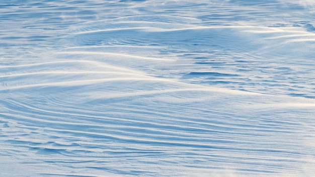 Snowy background, snow-covered wavy surface of the earth after a blizzard in the morning in the sunlight