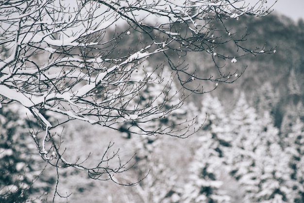 Snowy branches in the winter forest