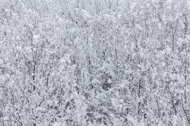 Snowy branches with selective focus Abstract winter background in cloudy daylight