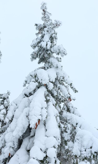 Snowy branchy fir trees with cones on cloudy sky background.