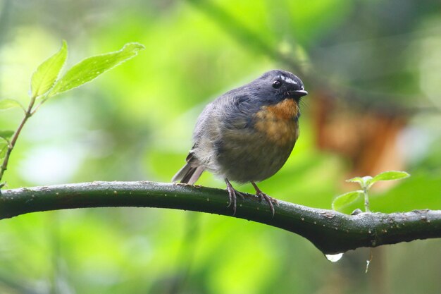 Snowy browed Flycatcher Ficedula hyperythra Beautiful Male Birds of Thailand