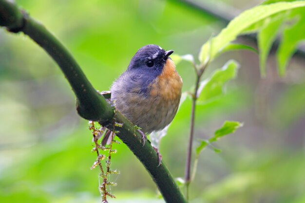 Snowy browed Flycatcher Ficedula hyperythra Beautiful Male Birds of Thailand