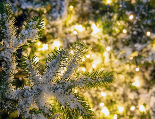 Snowy Christmas tree and Xmas lights decoration close up