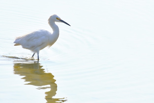 Snowy Egret Egretta thula