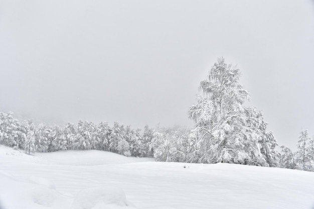 A snowy field with trees and a snow covered field