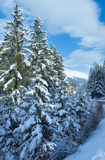 Snowy fir trees on side of the road