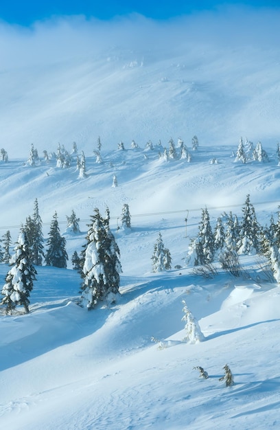 Snowy fir trees on winter morning hill in cloudy weather.