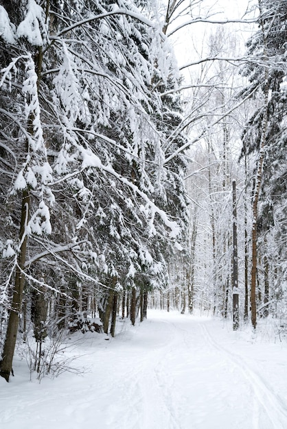 Snowy footpath with ski trails among snow-covered trees in winter forest