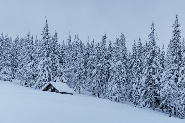 Snowy forest in the Carpathians. A small cozy wooden house covered with snow. The concept of peace and winter recreation in the mountains. Happy New Year