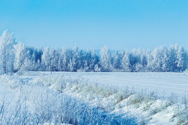 Snowy forest of the countryside, winter Rovaniemi, Lapland, Finland.