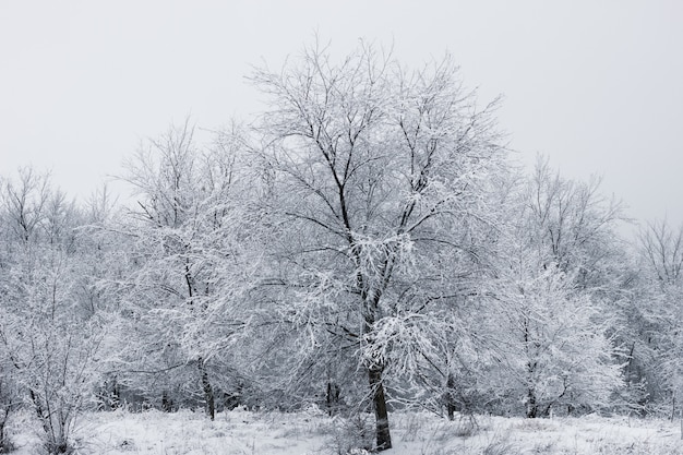 Snowy forest.  Snow-covered trees. The dense forest under the snow.