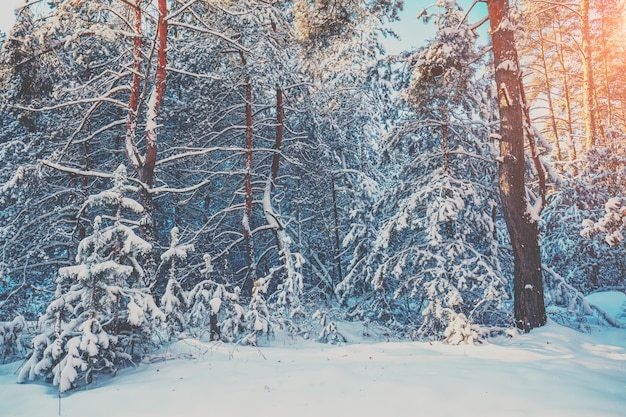 Snowy forest on a sunny winter day Pine trees covered with snow Winter nature