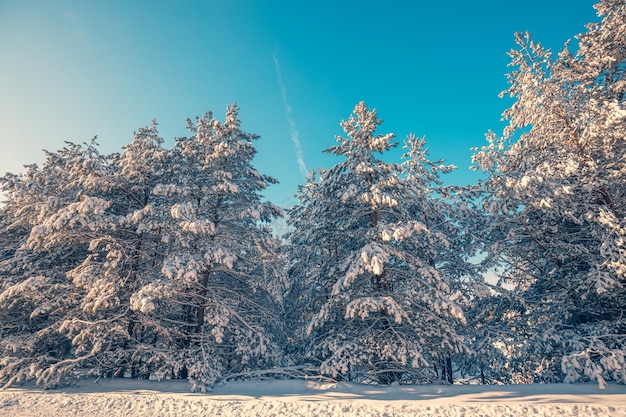 Snowy forest on a sunny winter day Pine trees covered with snow Winter nature