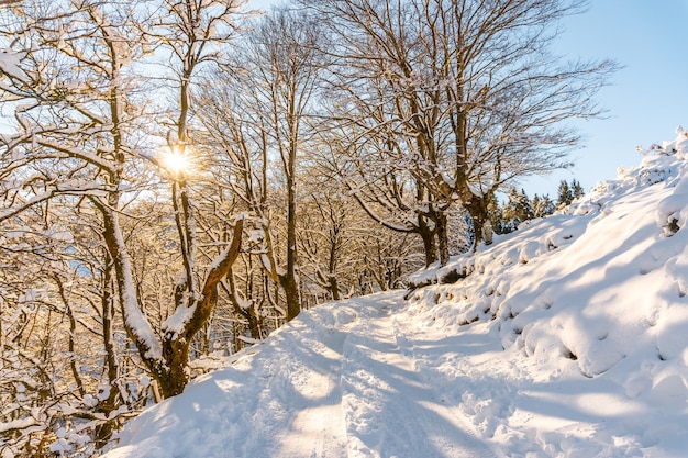 Snowy forest in the town of Oiartzun in Penas de Aya, Gipuzkoa. Basque Country