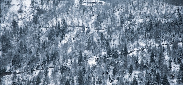 Snowy forest trees in winter under sky