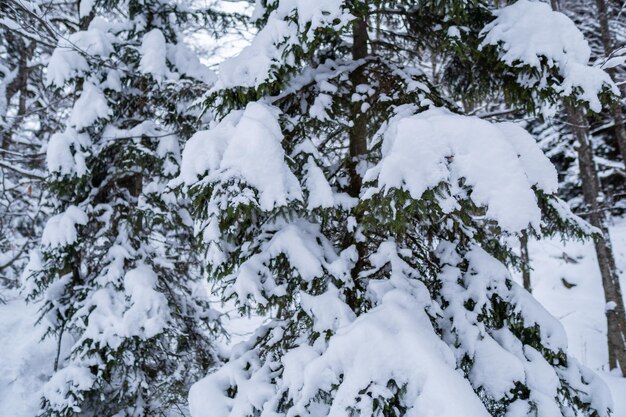 Snowy forest in winter