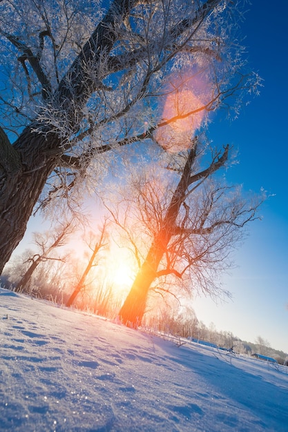 Snowy forest with different trees against the sky