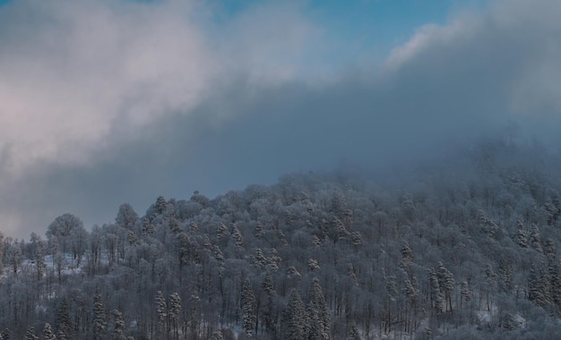 Snowy Forest