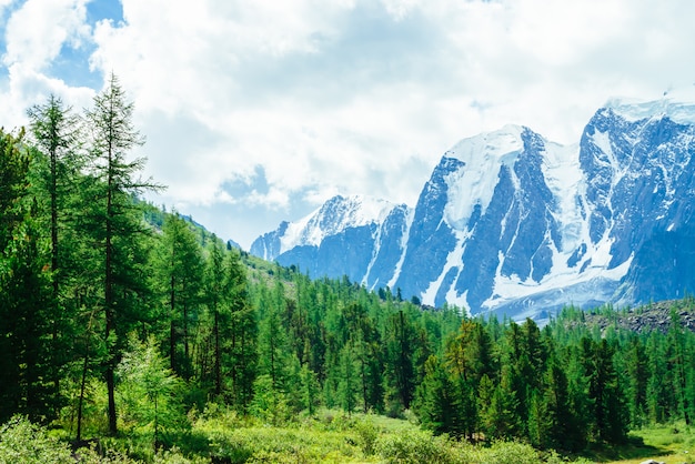 Snowy giant mountain range. Rocky ridge with snow. Amazing huge glacier in sunlight. Wonderful mountains in sunny day. Rich vegetation of highlands. Picturesque mountainous landscape of vivid nature.