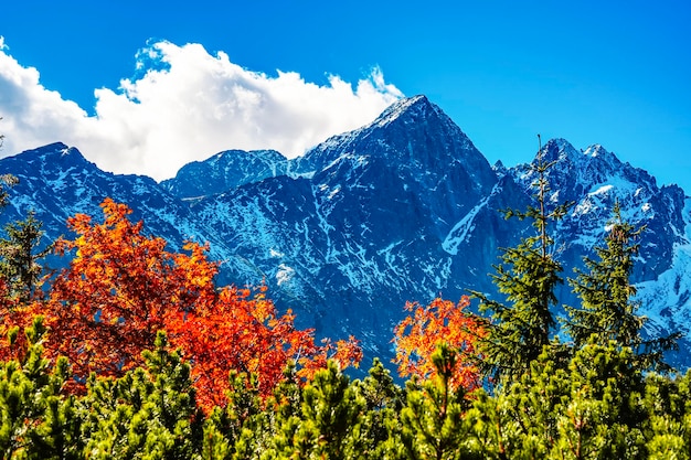 Snowy High Tatras with colorful autumn trees Hiking from zelene lake to cottage plesnivec near Belianske Tatry mountain Slovakia