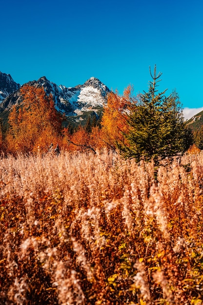 Snowy High Tatras with colorful autumn trees Hiking from zelene lake to cottage plesnivec near Belianske Tatry mountain Slovakia