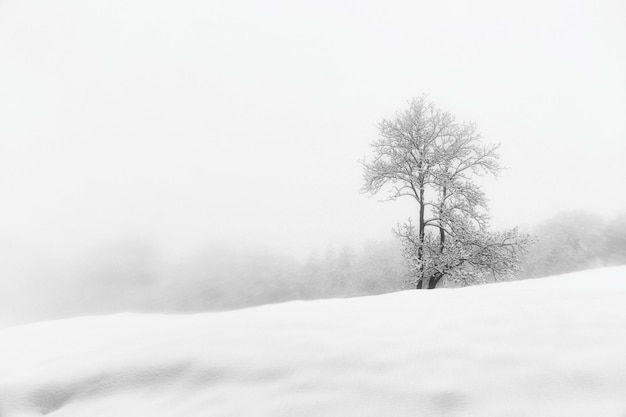 A snowy landscape with a tree in the foreground and snow on the ground.