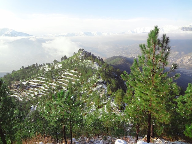 A snowy landscape with trees and mountains in the background