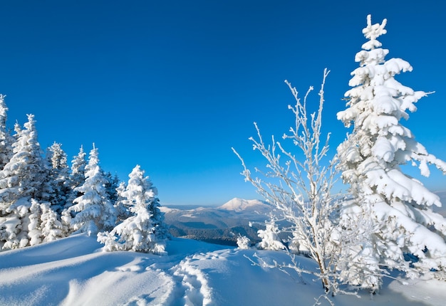 Snowy landscape