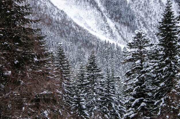 The snowy mountain peak behind the branches of pine trees