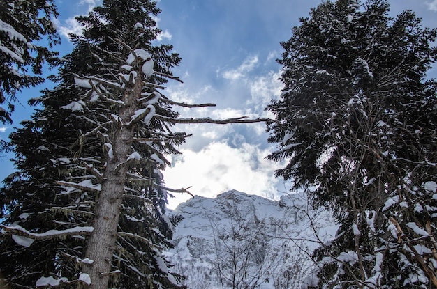 The snowy mountain peak behind the branches of pine trees