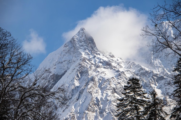 The snowy mountain peak behind the branches of pine trees