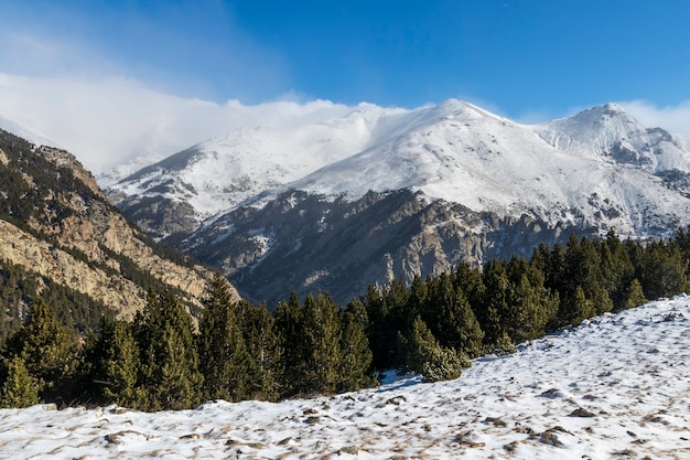 Snowy mountains and pines.