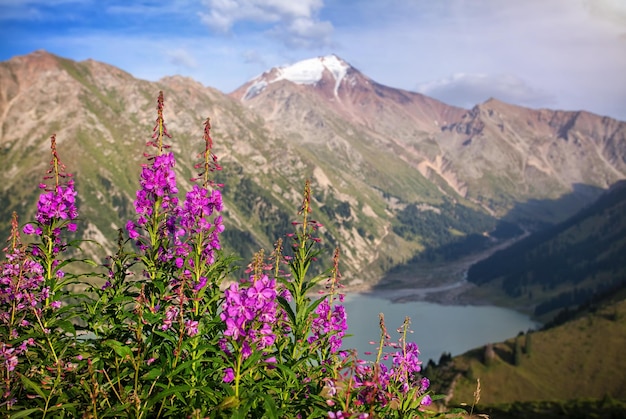 Snowy mountains and pink flowers