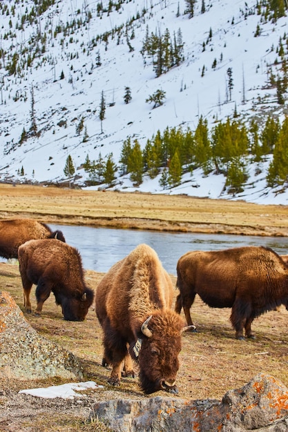 Snowy mountains and river surround herd of young bison