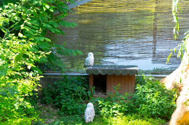 The Snowy owl (Bubo scandiacus), also known as the polar owl, the white owl and the Arctic owl