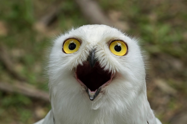 Snowy Owl in the nature