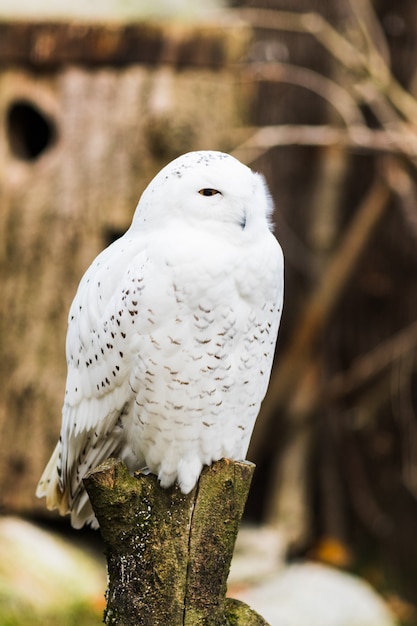 Snowy owl perched on a branch in spring