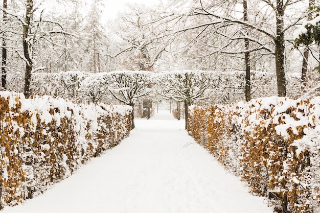 Snowy path into several trees in a forest