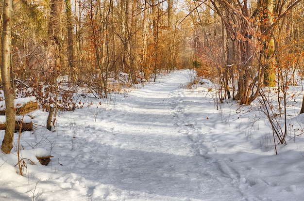 Snowy path into several trees in the forest