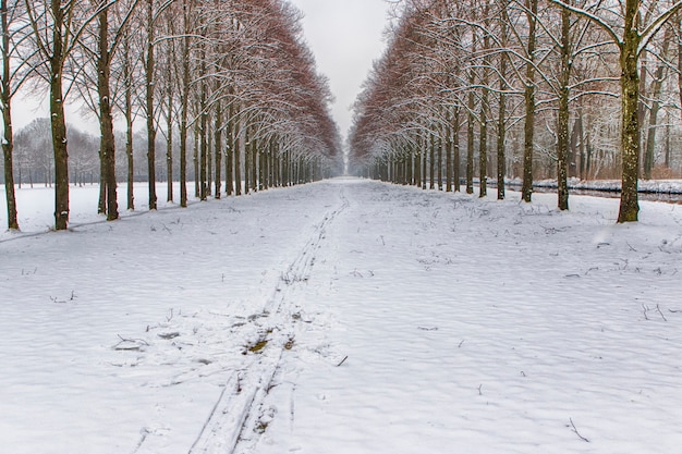 Photo snowy path into several trees in a forest