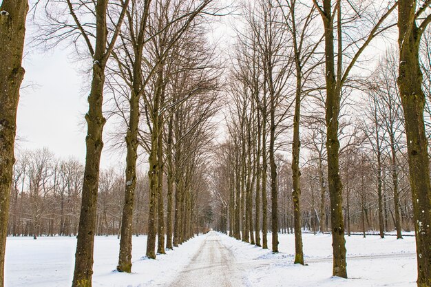 Snowy path into several trees in a forest