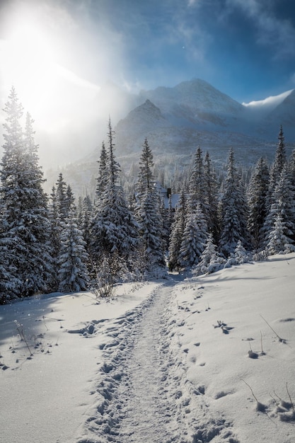 Snowy path to the winter shelter in Tatras mountains Poland